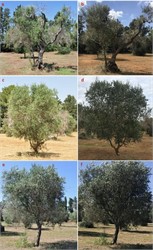 Breakthrough Study Reveals Effective Strategies Against Olive Tree-Killing Bacterium